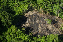 Aerial view of deforested area in rainforest, Papua New Guinea, August 2007