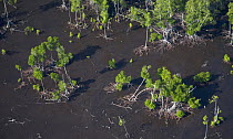 Aerial view of mangrove swamp, Papua New Guinea, September 2007