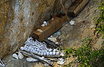 Human skulls of tribesmen at burial site, Papua New Guinea, August 2007