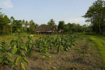 Crops growing in field beside traditional hut, Papua New Guinea, September 2007