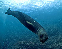 Galapagos sealion pup {Zalophus californianus wollebackii} swimming underwater, Galapagos