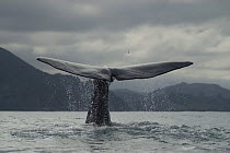 Sperm whale {Physeter macrocephalus} diving, tail fluke, New Zealand, March 2007