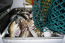Atlantic cod (Gadus morhua) lying in the hopper after being emptied from the net aboard a fishing trawler, Norwegian sector of the North Sea, August 2008.