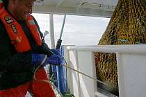 Crewman opening the codend to empty the net full of cod aboard fishing vessel "Harvester", North Sea, August 2008. Property and Model Released.