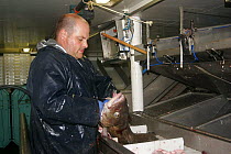 Man gutting Atlantic cod (Gadus morhua) on the processing deck of fishing vessel "Harvester", August 2008. Property and Model Released.