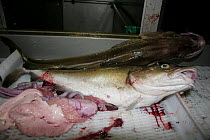 Gutted Atlantic cod (Gadus morhua) aboard trawler "Harvester", August 2008.  Property Released.