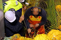 Deckhands repairing torn net aboard fishing vessel "Harvester", North Sea, August 2008.  Property and Model Released.