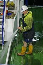 Crew member hosing down the decks aboard fishing trawler "Ocean Harvest", North Sea, 2008. Property and Model Released.