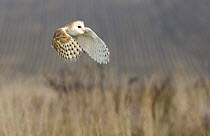 Barn owl (Tyto alba) in flight over reeds, captive, UK
