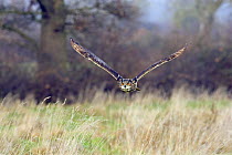 Eagle owl (Bubo bubo) flying low over grassland, captive, UK.