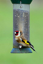 Goldfinch (Carduelis carduelis) on 'niger seed feeder'. Gloucestershire, England.