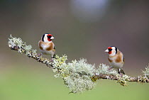 Two Goldfinch (Carduelis carduelis) perched on lichen covered branch, Gloucestershire, England.