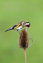 Goldfinch (Carduelis carduelis) feeding on teasel head. Gloucestershire, England.
