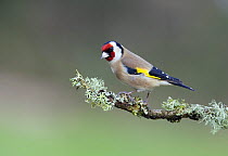 Goldfinch (Carduelis carduelis) perched on lichen covered branch. Gloucestershire, England.