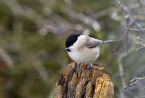 Marsh tit (Poecile palustris) perched on stump. Worcestershire, England.