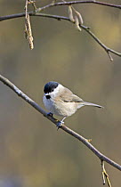 Marsh tit (Poecile palustris) perched in tree. Worcestershire, England.