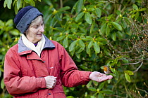 Robin (Erithacus rubecula) feeding from woman's hand, Wiltshire, England, model released