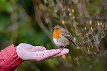 Robin (Erithacus rubecula) feeding from woman's hand, Wiltshire, England, model released