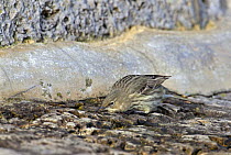 Rock Pipit (Anthus petrosus) searching for insects on rocks along shore, Dorset, England