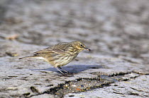 Rock Pipit (Anthus petrosus) with 'tick' in bill on shore, Dorset, England