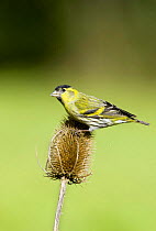 Siskin (Carduelis spinus) male perched on teasel head in spring, Gloucestershire, England