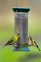 Siskin (Carduelis spinus) male on 'niger seed feeder' with Goldfinch (Carduelis carduelis) Gloucestershire, England