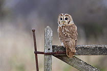 Tawny Owl (Strix aluco) captive, perched on gate, looking backwards over shoulder, UK