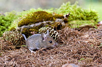 Wood mouse (Apodemus sylvaticus) juvenile, captive, UK