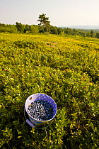 A bucket filled with ripe lowbush Blueberries {Vaccinium sp} on a hilltop in Alton, New Hampshire, USA, USA. July 2008
