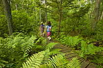 Two children walking along wooden walkway though woodland at the Willow Brook and Fleetwood Farms Preserve in Pembroke, Massachusetts, USA. Model Released. May 2008