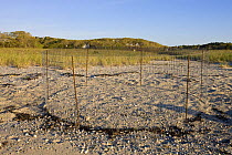 Enclosure to protect nest of Piping plover {Charadrius melodus} at the Shifting Lots Preserve, Plymouth, Massachusetts, USA. Owned by the Wildlands Trust. Cape Cod Bay. Near Ellisville Harbor State Pa...