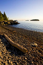 Driftwood on a cobble stone beach at Dorr Point, Acadia National Park, Maine, USA, July 2008