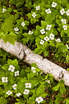 Bunchberry {Cornus canadensis} flowering beside a fallen Paper birch tree, Ellsworth, Maine, USA. June 2008