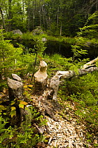 Trees downed by American beavers {Castor canadensis} beside Moores Brook, Ellsworth, Maine, USA.  June 2008
