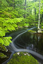 Moores Brook, Ellsworth, Maine, USA. Moores Brook empties into Branch Lake. June 2008