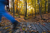 Close up of hiker walking over a footbridge in autumn, near the Presumpscot River, Portland, Maine, USA. Model Released. October 2008