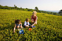 Woman and two young girls picking Blueberries on a hilltop in Alton, New Hampshire, USA. Model Released. July 2008