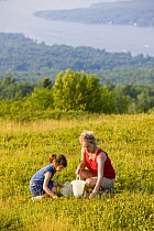 Woman and young girl picking Blueberries on a hilltop in Alton, New Hampshire, USA. Model Released. July 2008