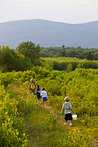 Woman and three children walking through a field on a hilltop after picking Blueberries, Alton, New Hampshire, USA. Model Released. July 2008