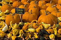 A display of gourds and pumpkins at the Moulton Farm farmstand, Meredith, New Hampshire, USA.  October 2007