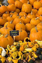 A display of gourds and pumpkins at the Moulton Farm farmstand in Meredith, New Hampshire, USA. October 2007
