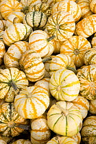 Gourds at the Moulton Farm farmstand in Meredith, New Hampshire, USA. October 2007