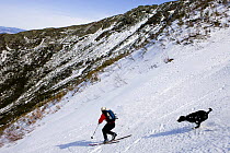 Telemark skiing (with dog following) "The Seven" in the Great Gully on the headwall of King Ravine, White Mountains, New Hampshire, USA. King Ravine is a glacial cirque on the north side of Mount Adam...