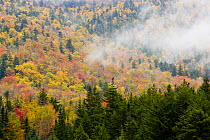 Woodland in autumn, Crawford Notch, White Mountains, Hampshire, USA, October 2007