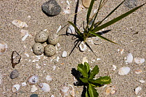 Piping plover nest {Charadrius melodus} with four eggs on sand, Long Beach, Stratford, Connecticut, USA. Adjacent to the Great Meadows Unit of McKinney National Wildlife Refuge.