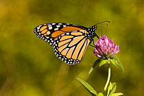 Monarch butterfly {Danaus plexippus} on clover, Massachusetts, USA