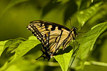 Eastern tiger swallowtail butterfly {Papilio glaucus} Sabins Pasture, Vermont, USA