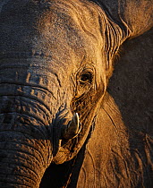 RF- African elephant (Loxodonta africana) close-up of head, Etosha National Park, Namibia, June. Endangered species. (This image may be licensed either as rights managed or royalty free.)