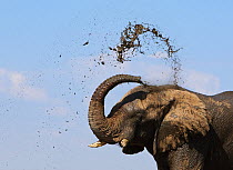 RF- African elephant (Loxodonta africana) spraying mud to cool down, Etosha National Park, Namibia, June. Endangered species. (This image may be licensed either as rights managed or royalty free.)