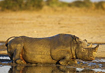 Black Rhinoceros (Diceros bicornis) wallowing in mud, Etosha National Park, Namibia, June